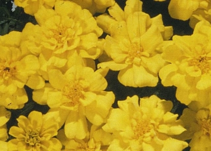Picture of Marigold Safari Series - Yellow
